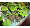 Пеларгонія зональна Pelargonium 'Mr. Wren'