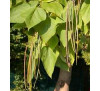 Катальпа бігнонієподібна, або звичайна, насіння (Catalpa Bignoniaceae)