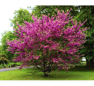 Іудине дерево, Багрянник канадський, або церцис канадський , насіння (лат. Cercis canadensis)