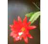 Епіфіллум червоний  (Epiphyllum)
