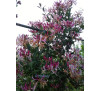 Жимолость японська Пурпуреа (Lonicera japonica purpurea)