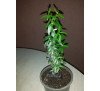 Мирт звичайний (Myrtus communis)