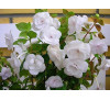 Ахіменес Дабл пікоті роуз  (Ahimenes Double Picotee Rose)
