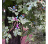Виноградовник железистий Елеганс (Ampelopsis grandulosa Elegans) 