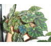 Бегонія Бауера міні 'Bow-Arriola' (Begonia Boweri 'Bow-Arriola' )