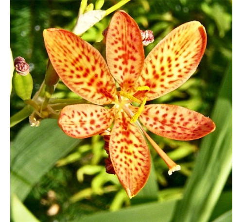 Беламканда китайська, орхідея садова ( Belamcanda chinensis (L.))