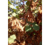 Багрянник канадський, або церцис канадський, або іудине дерево (лат. Cercis canadensis)