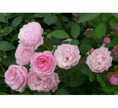 Роза запашна, або Троянда чайна (Rosa odorata)