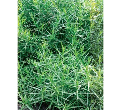 Тархун кавказький  справжній, естрагон (Artemisia dracunculus)
