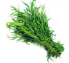 Тархун кавказький  справжній, естрагон (Artemisia dracunculus)