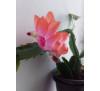 Шлюмбергера усічена (Schlumbergera truncatus)  Apricot
