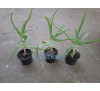Алое деревоподібне (Aloe arborescens)