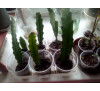 Епіфіллум рожевий  (Epiphyllum)