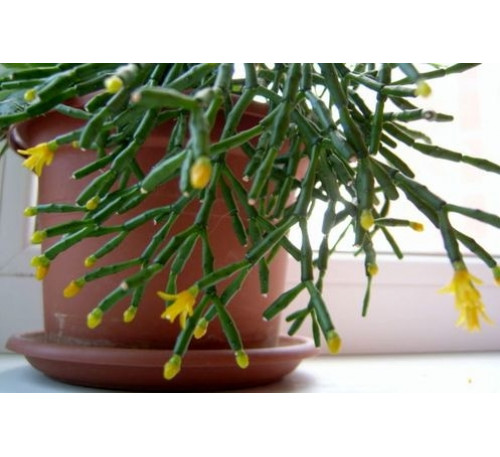 Хатіора солянковидна (Hatiora salicornioides)