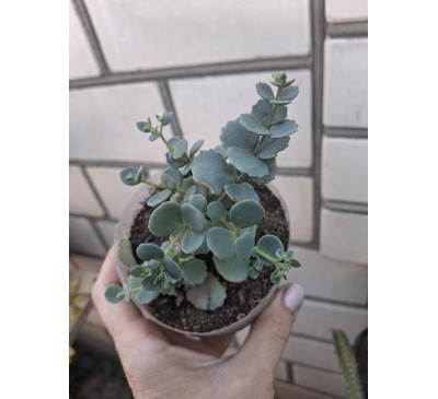 Очиток Зібольда (Sedum sieboldii)