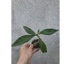 Будлея Санголд (Buddleja weyeriana «Sungold»)