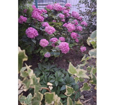 Гортензія крупнолистна Rosita ( Н. Macrophylla Rosita)