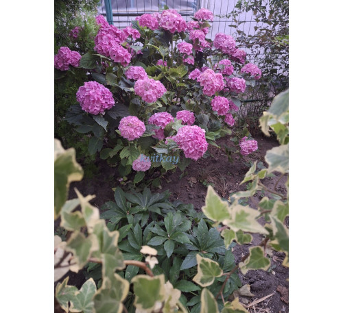 Гортензія крупнолистна Rosita ( Н. Macrophylla Rosita)