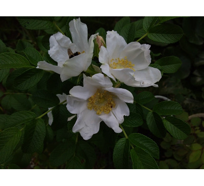 Троянда морщиниста "Альба" (Rose rugosa Alba ) 