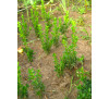Самшит (Буксус) вічнозелений (Buxus sempervirens )