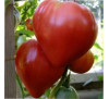 Насіння помідору Волове серце